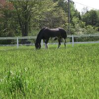 CAV_MS Clydesdales_River grazing on beautiful green grass (jpg)