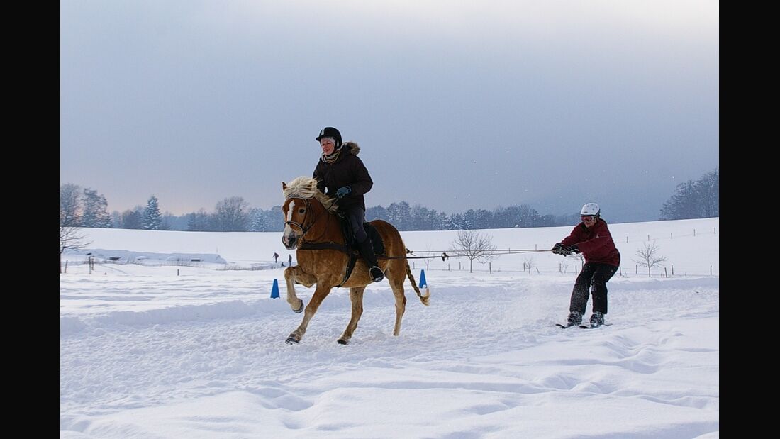 CAV MS Pferde im Winter_1 (JPG)