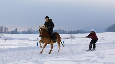 CAV MS Pferde im Winter_1 (JPG)