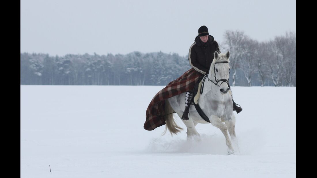 CAV MS Pferde im Winter_Daktylus im Schnee (jpg)