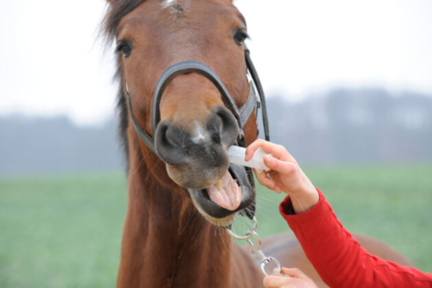 Pferd Blut Abnehmen