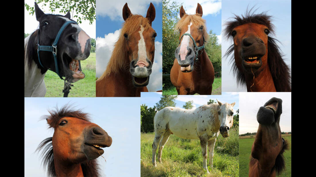 CAV Mimik Grimassen Leserfotos - Dörte Janssen 1