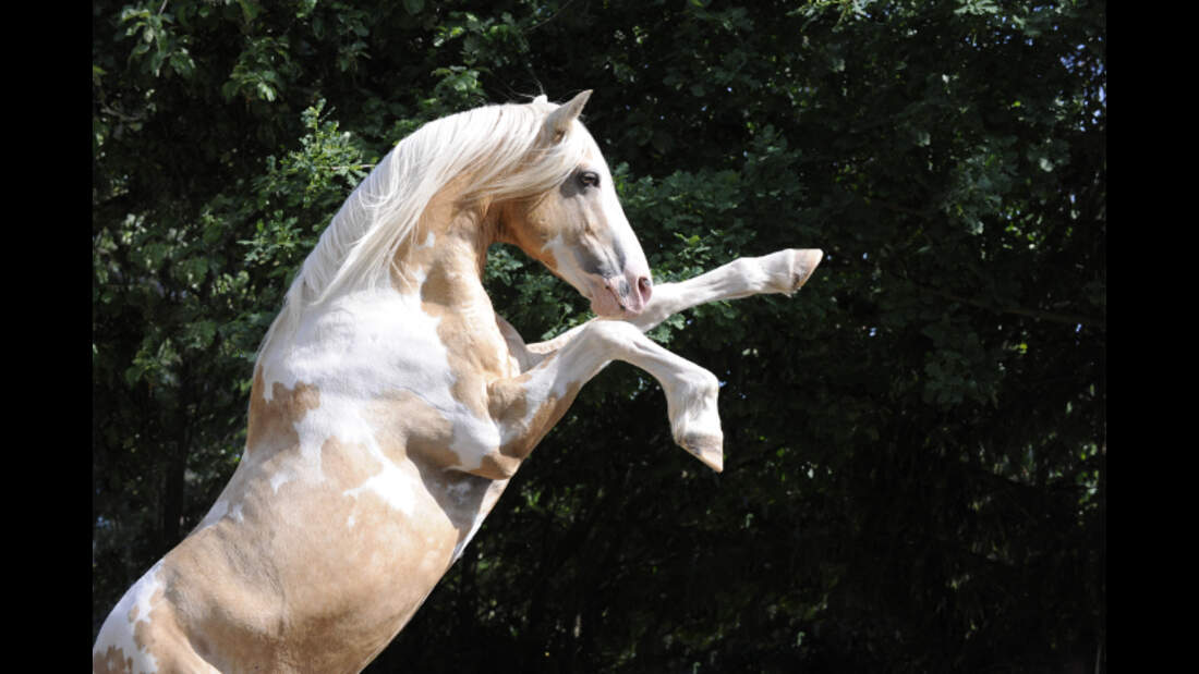 Trau Dich Reiten Mit Halsring Cavallo de