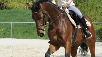 CAV Mundschiene DPS-Schiene Dr. Steffen Tschackert 06
