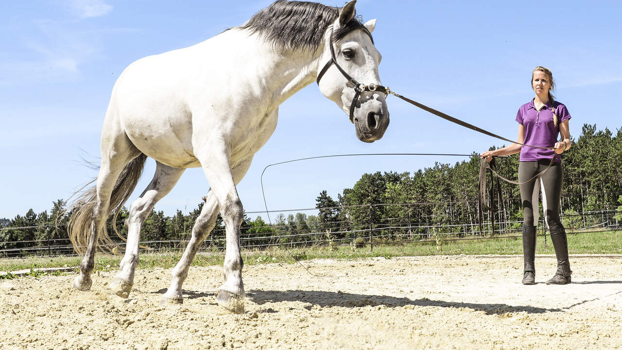 Tipps Furs Training Am Boden Im Sattel Und Im Kopf Cavallo De