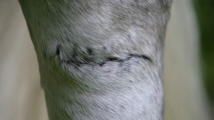 Wenn Aus Narben Storfelder Werden Cavallo De