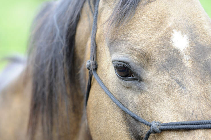 Wenn Aus Narben Storfelder Werden Cavallo De