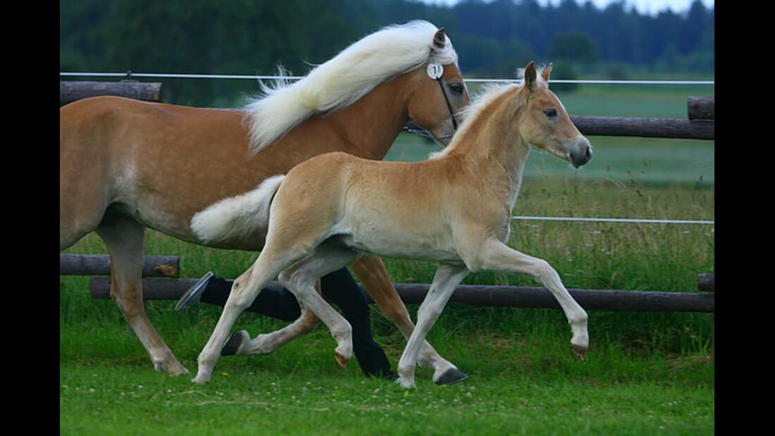 CAV Original Haflinger Pferde - 11