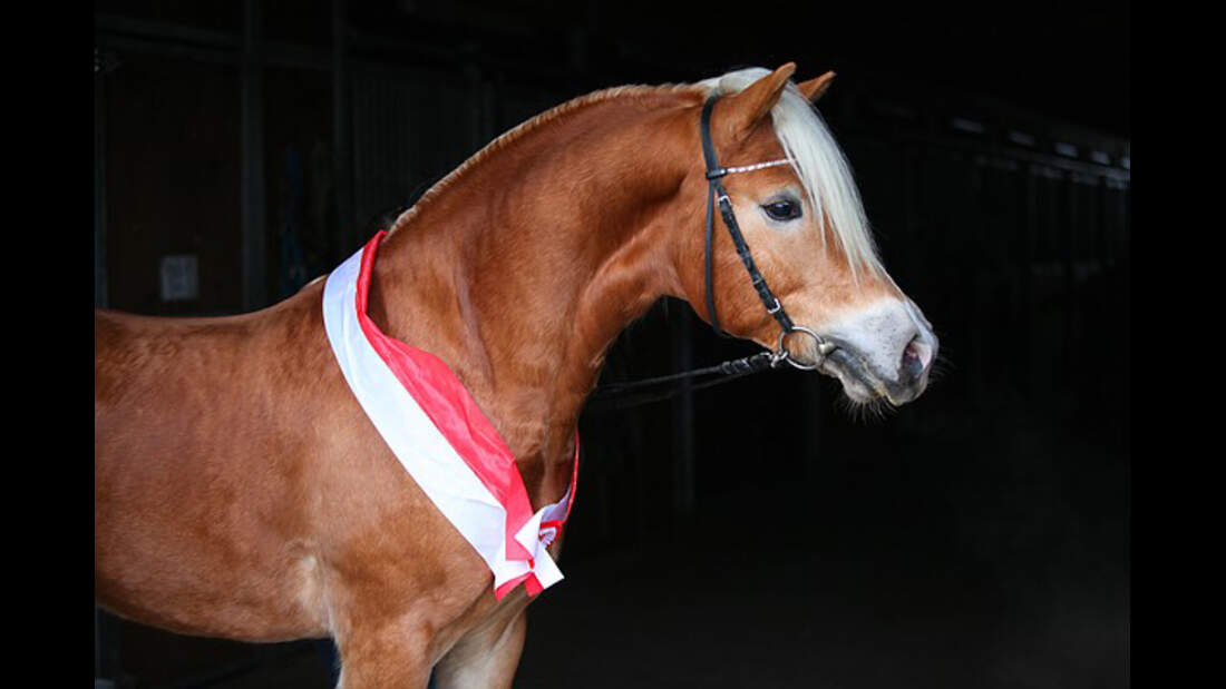 CAV Original Haflinger Pferde - 7