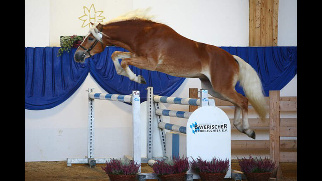 CAV Original Haflinger Pferde - 9