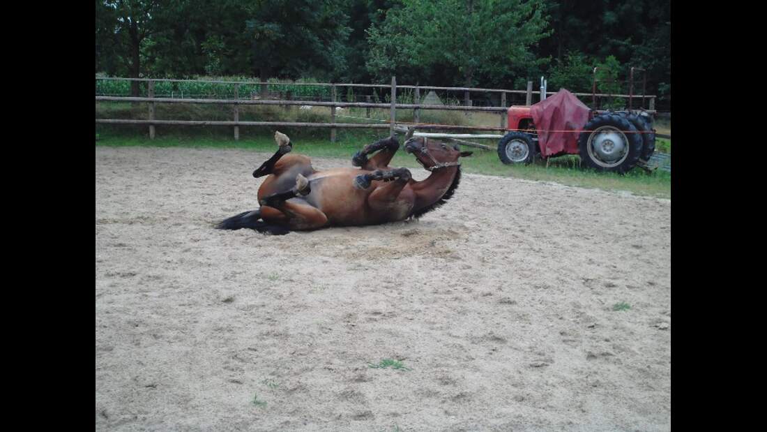 CAV Pferd Brauner Wälzen Paddock