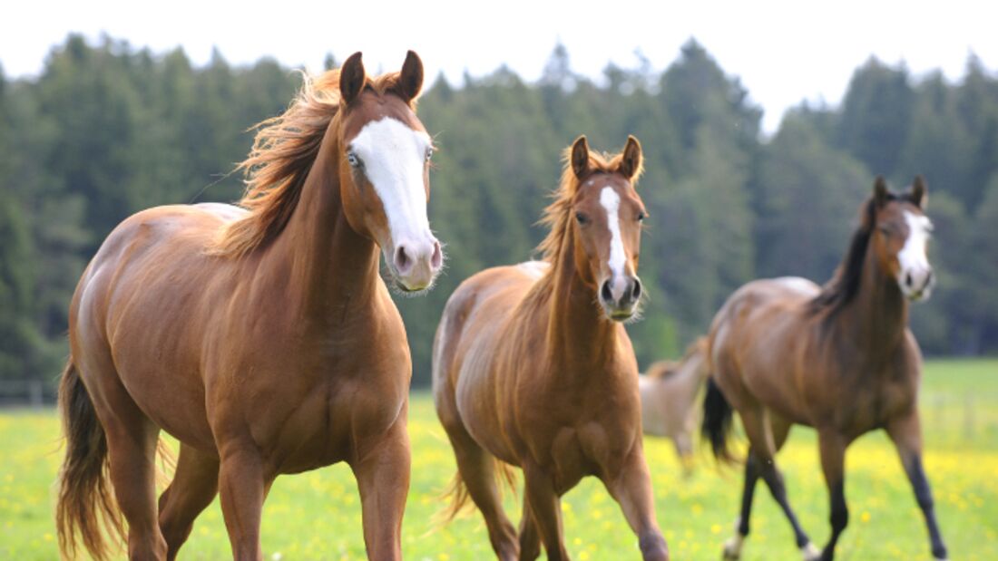 CAV Pferd Herde Weide Koppel Grasen