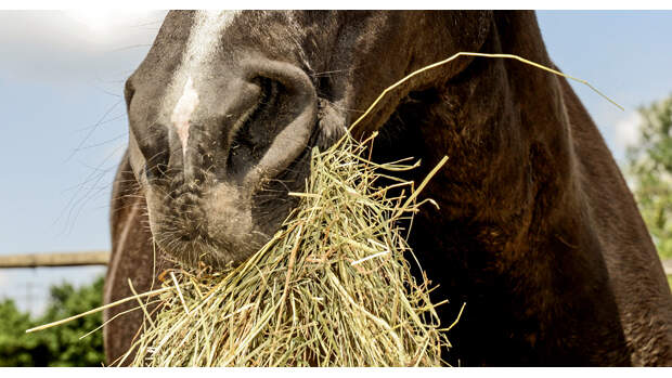 Pferde-Ernährung: Mysteriöser Mangel Bei Vitamin B Und Zink | Cavallo.de