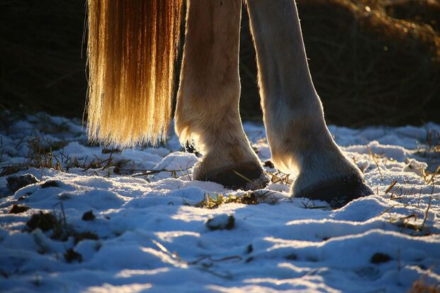 CAV Pferd Hufe Winter Aufmacher