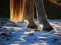 CAV Pferd Hufe Winter Aufmacher