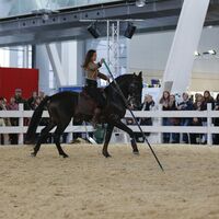 CAV Pferd Jagd 2014 Messe Kenzie Dysli