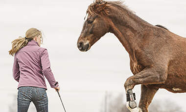 Kommunikation mit Pferden Zuneigung Liebe - cavallo.de