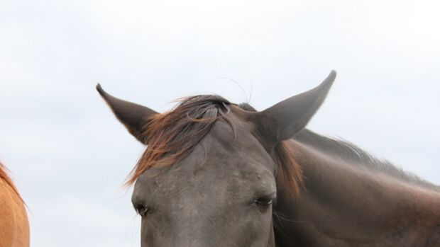 CAV Pferd Kopf Ohren Nüstern Brauner