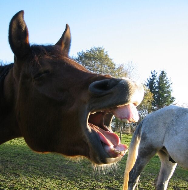 CAV Pferd Kopf Zahn Weide Koppel