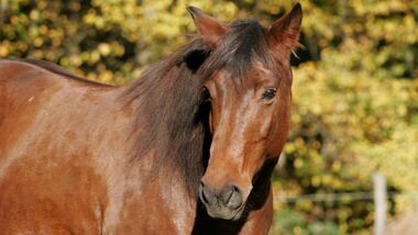 Pferdemedizin - so erhalten Sie Ihr Pferd gesund | cavallo.de