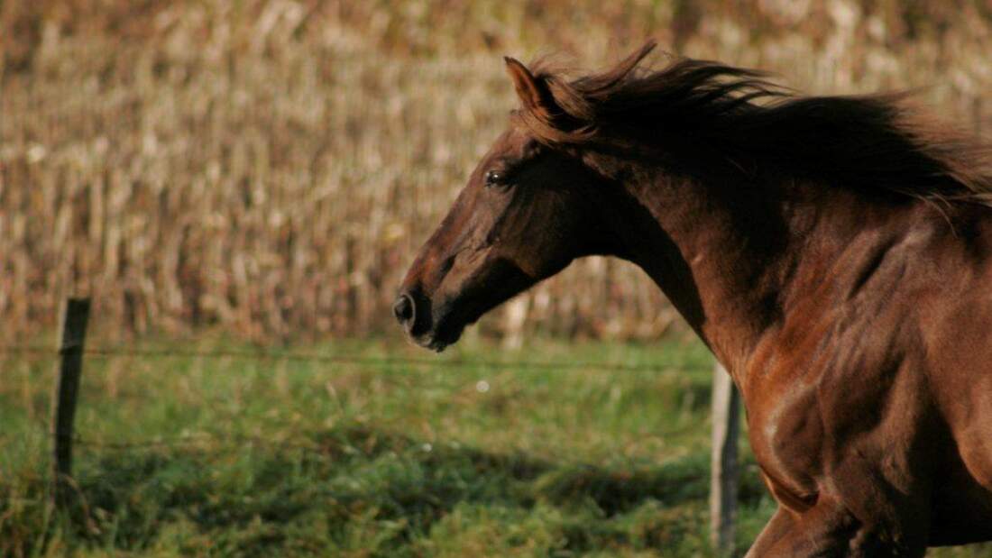 CAV Pferd Koppel Fuchs Weide Gras