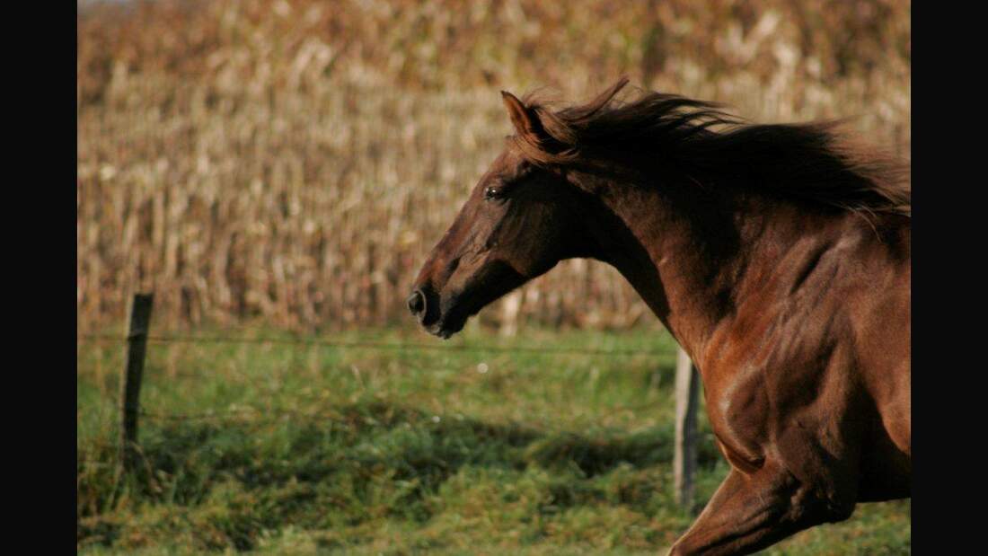 CAV Pferd Koppel Fuchs Weide Gras