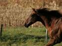 CAV Pferd Koppel Fuchs Weide Gras