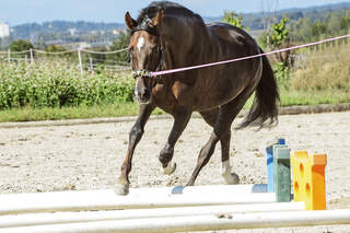 CAV Pferd Longe Stangen