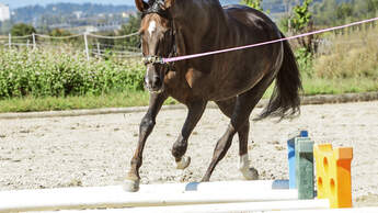 CAV Pferd Longe Stangen