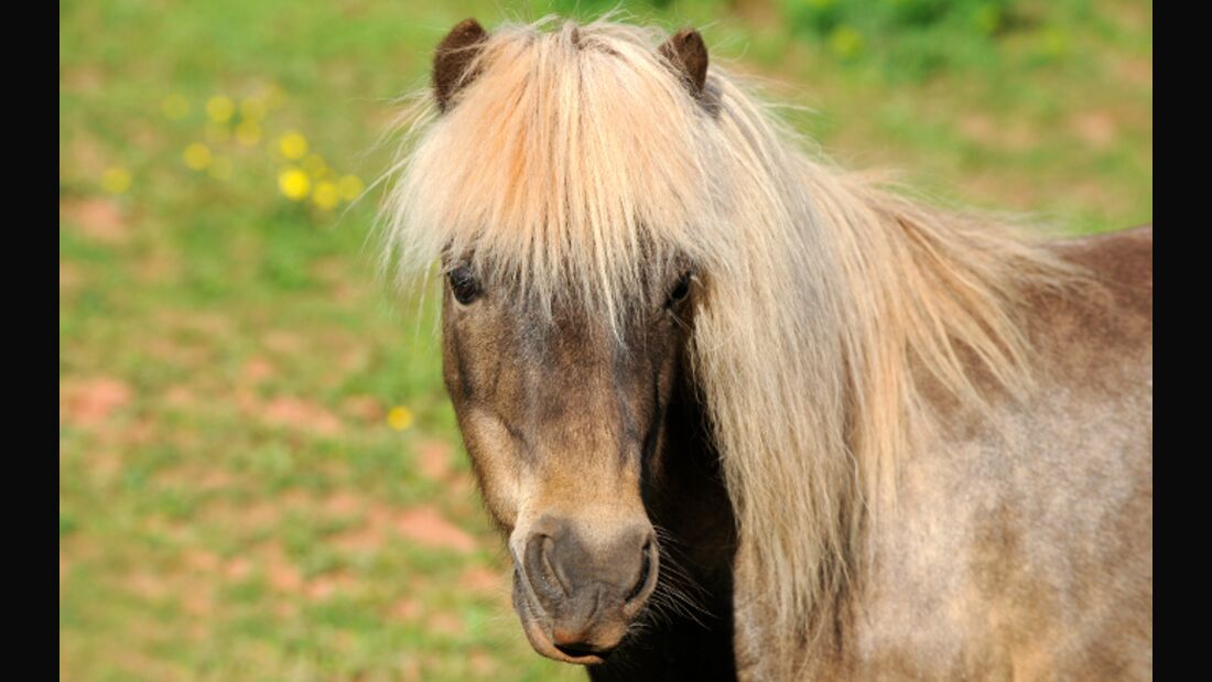 CAV Pferd Pony Shetty Shetland Kleinpferd Kopf