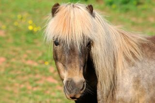 CAV Pferd Pony Shetty Shetland Kleinpferd Kopf