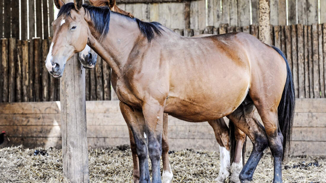CAV Pferd Schlaf Schlafmangel Dösen