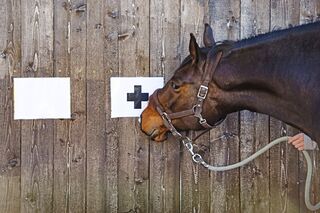 CAV Pferd Test Intelligenz schlau