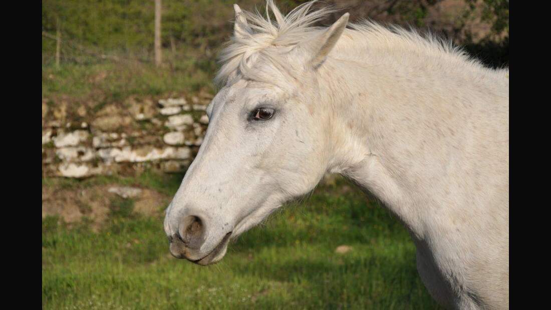 CAV Pferd Weide Koppel Pferdekopf Schimmel