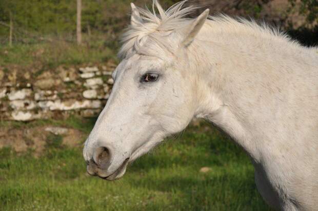 Cavallo kleinanzeigen er sucht sie