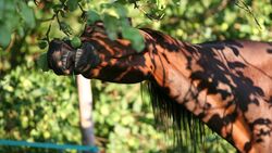 CAV Pferd frisst Apfel vom Baum - Pixabay