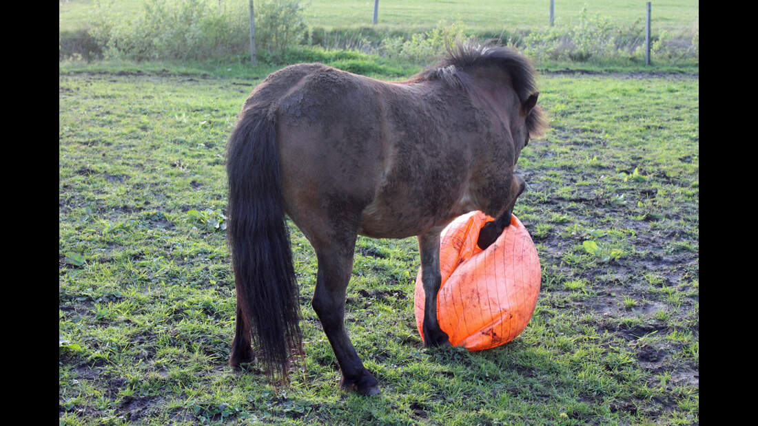CAV Pferd spielt Ball Tasmate 10