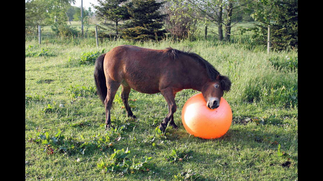 CAV Pferd spielt Ball Tasmate 4