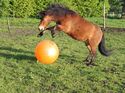 CAV Pferd spielt Ball Tasmate 5