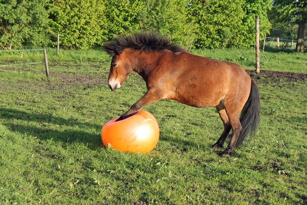 Welche Faktoren es beim Kaufen die Gymnastikball für pferde zu analysieren gilt