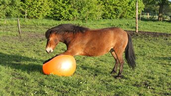 CAV Pferd spielt Ball Tasmate 7