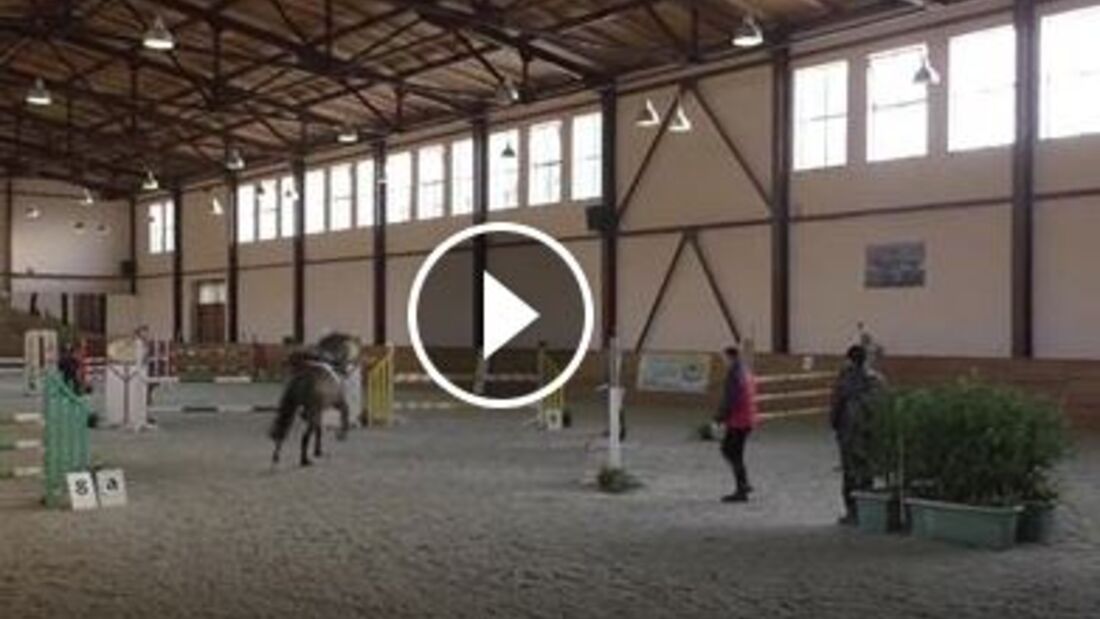 CAV Pferd springt Parcours ohne Reiter Springen