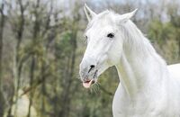 CAV Pferd streckt Zunge raus
