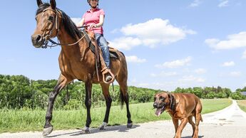 CAV Pferd und Hund