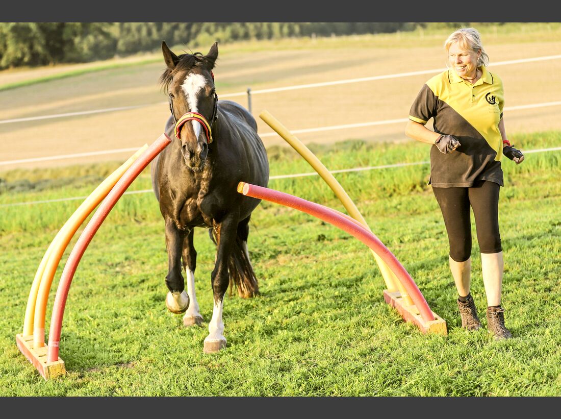 So geht Agility für Pferde Tipps für Aufgaben cavallo.de