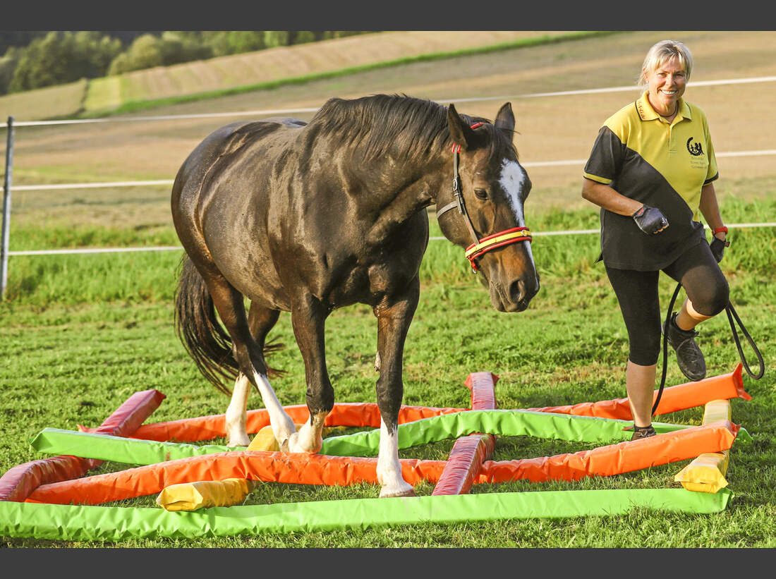So geht Agility für Pferde Tipps für Aufgaben cavallo.de