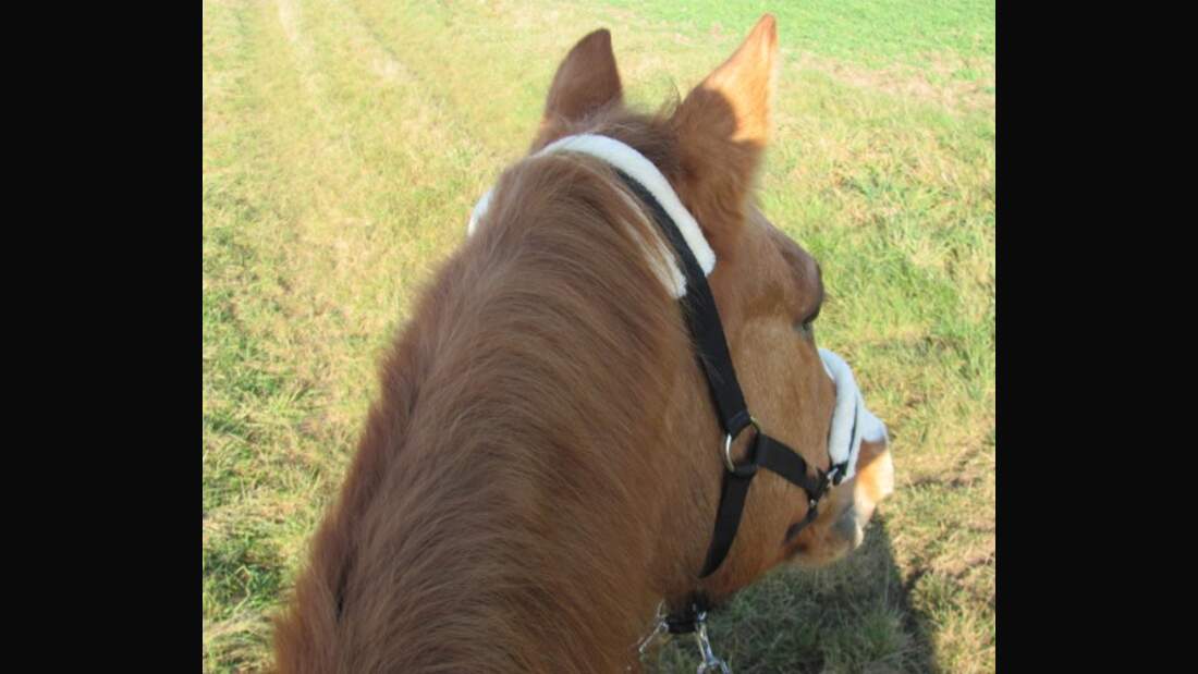 CAV Pferde Senioren 23 Quarter Horse Stute Sunny Baby Sun MS