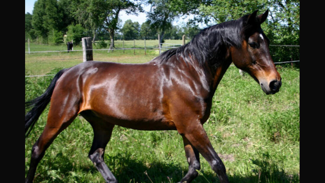 CAV Pferde Senioren 23-jähriger Traber Steel MS
