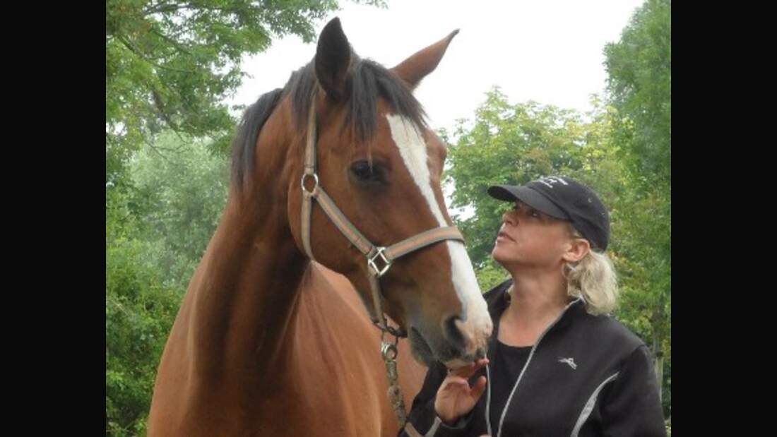CAV Pferde Senioren 23-jähriger Trakehner Piero MS