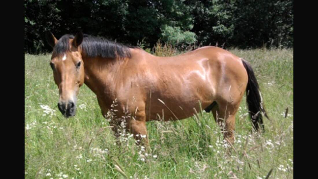 CAV Pferde Senioren 36-jähriger Hafi-Mix MS